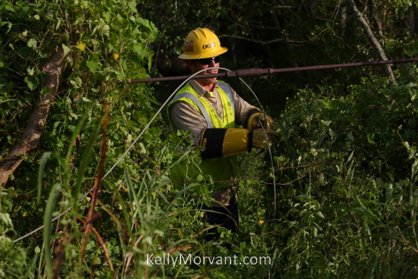 Og E Vegetation Management